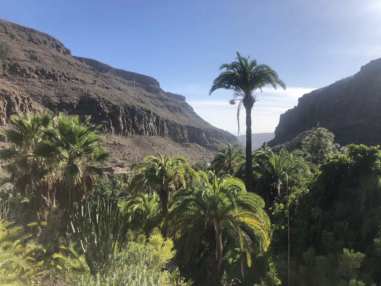 Tall palm and lush green vegetation in a steep rocky ravine at Palmitos Park, Gran Canaria